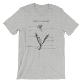 Anatomy of a Dandelion (fig 1)