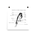 Anatomy of a Barn Swallow (fig 1)