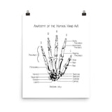 Anatomy of a Human Hand (fig 1)