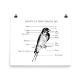 Anatomy of a Barn Swallow (fig 1)