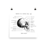 Anatomy of a Human Skull (fig 1)